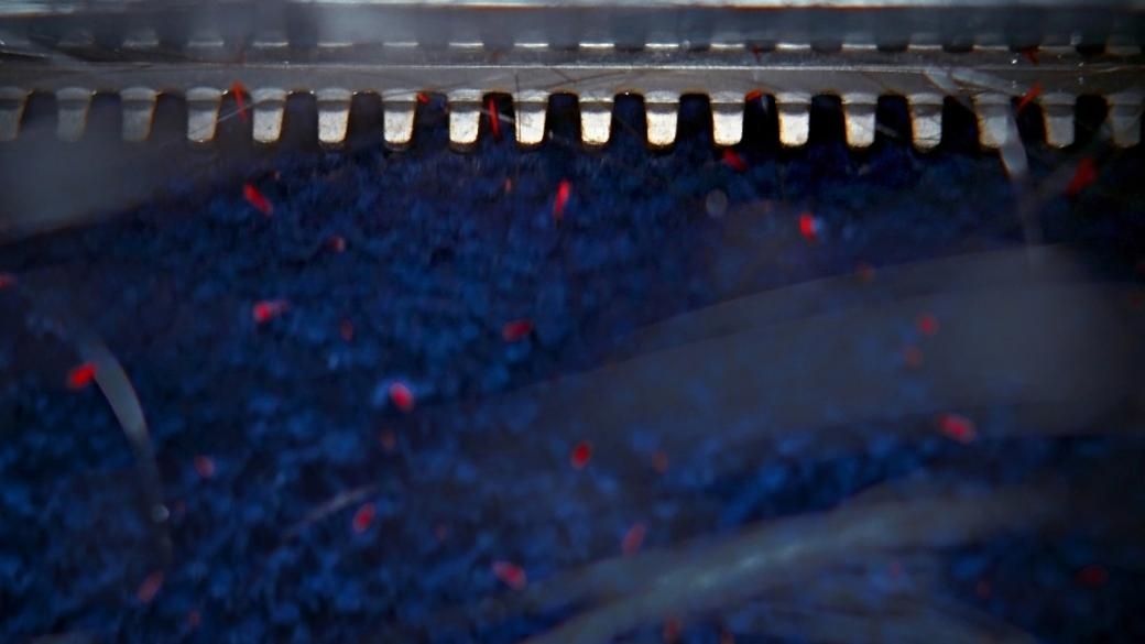 Аккумуляторный пылесос Dyson Clean+Wash Hygiene (432030-01) фото 