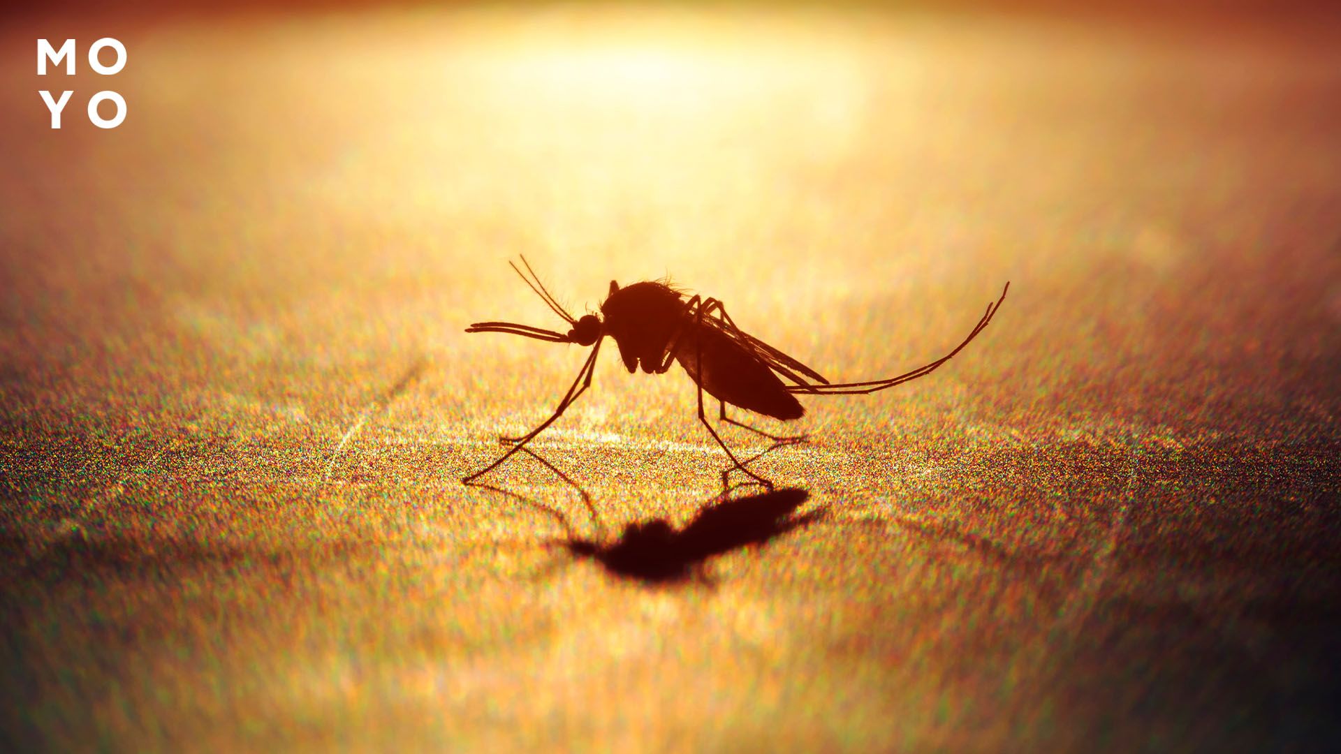 як відлякати комарів