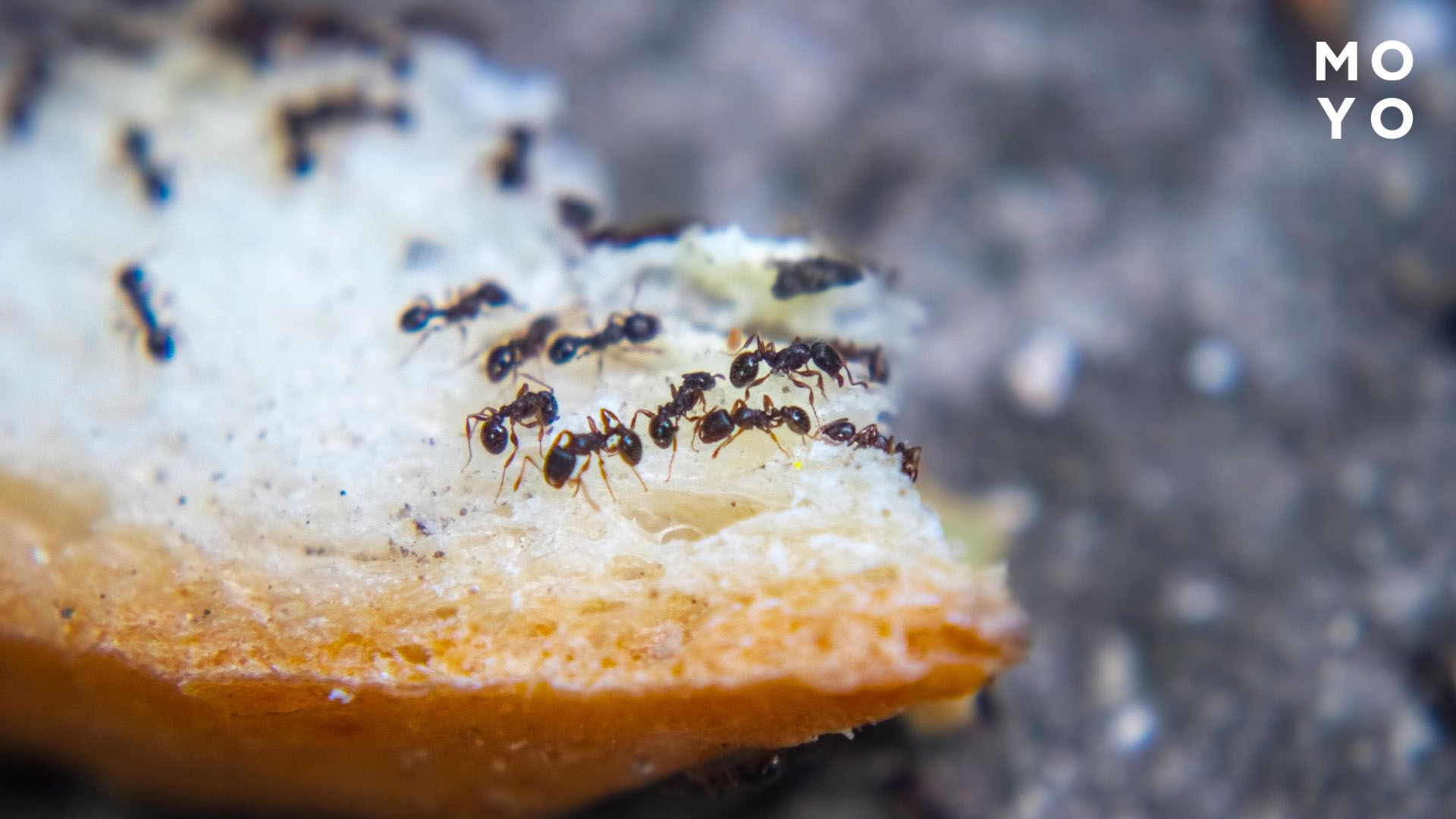 муравьи поедают сахар