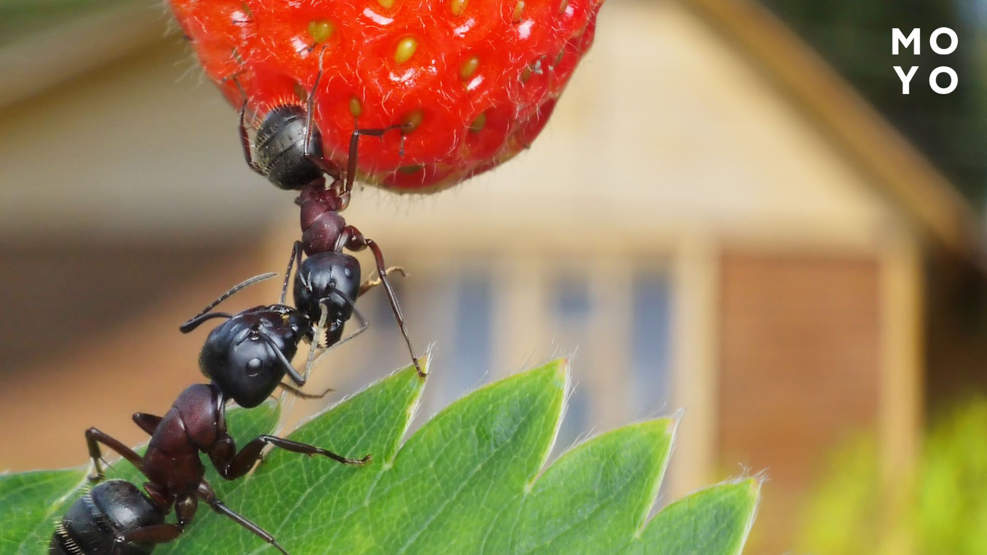 мурашки їдять ягоди