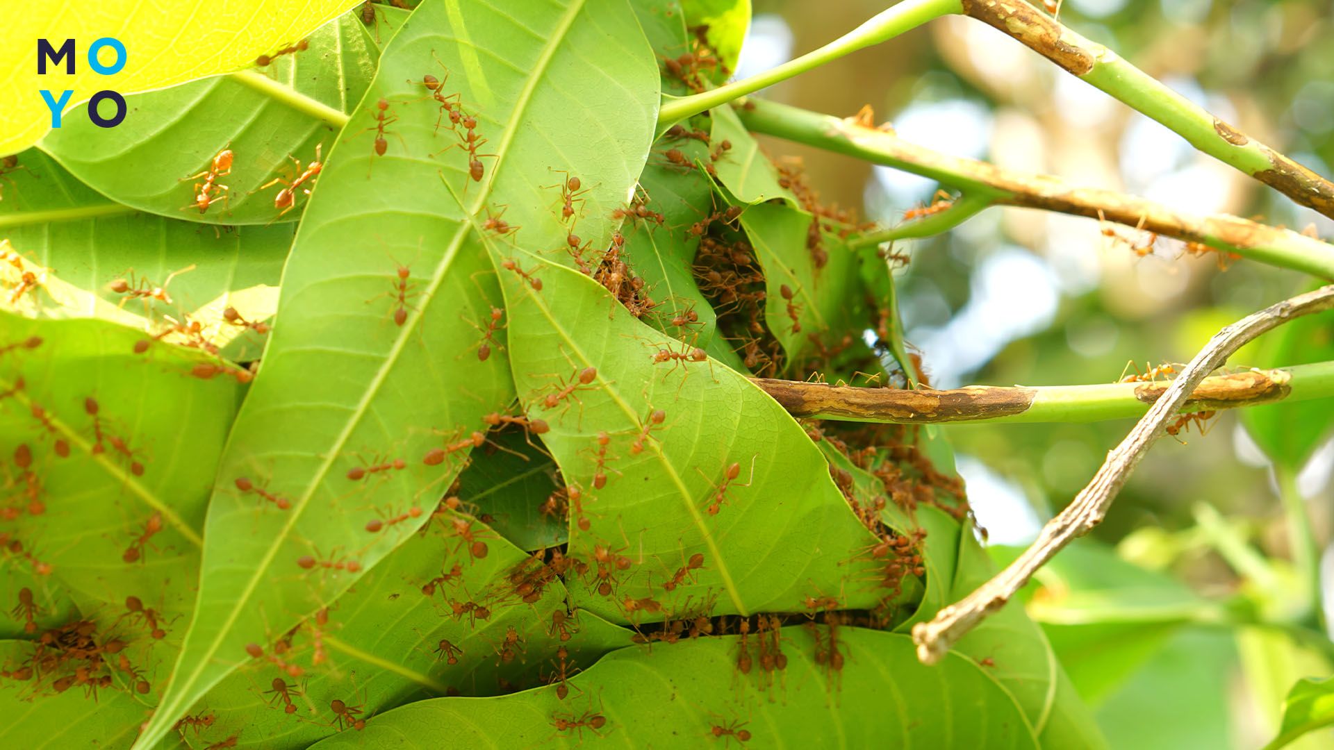 пошесть муравьев на листьях деревьев