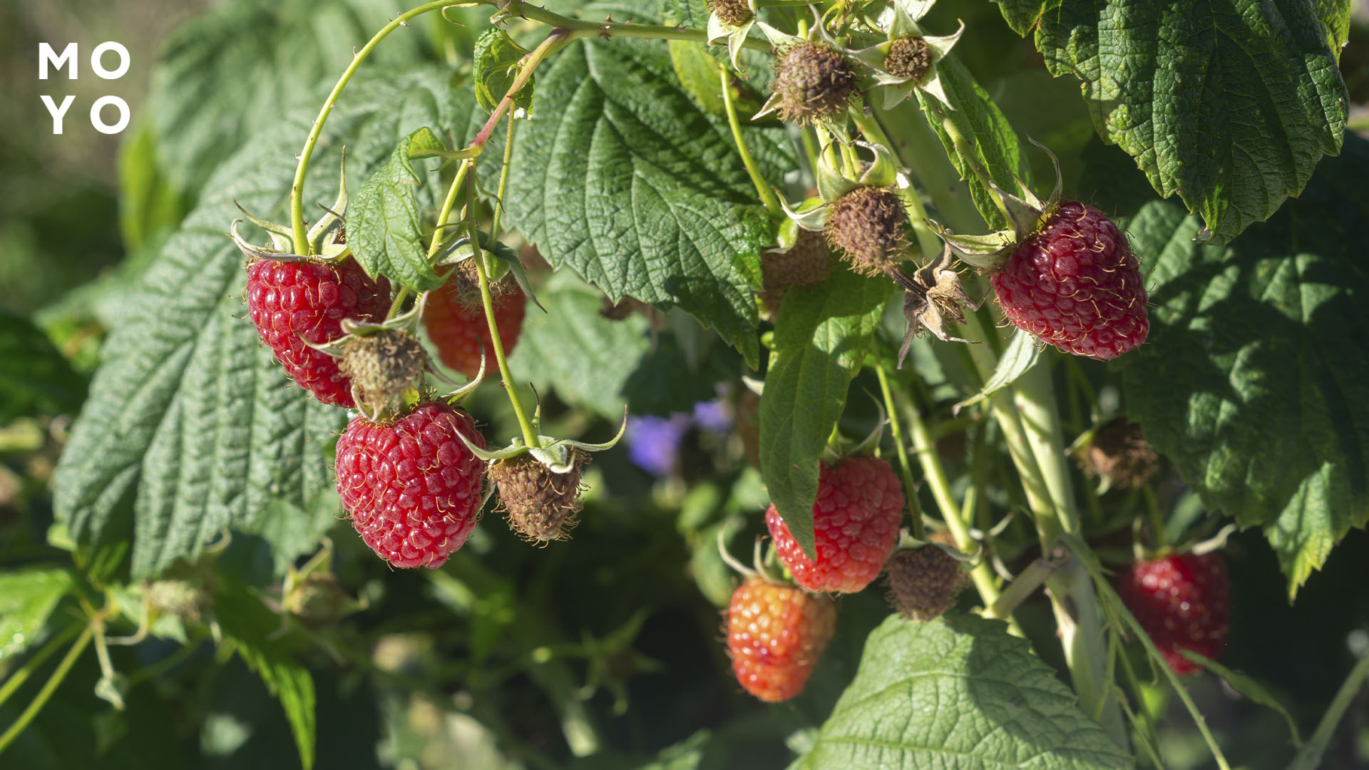 Малина, перетёртая с лимоном и сахаром (на зиму)