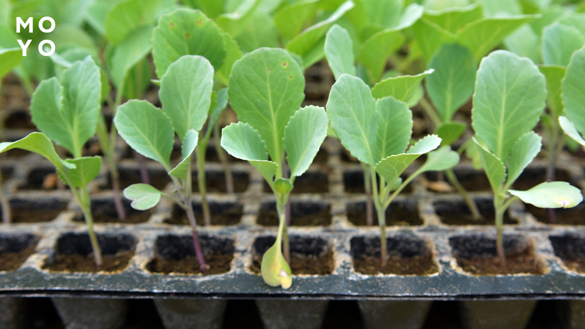 рассада капусты