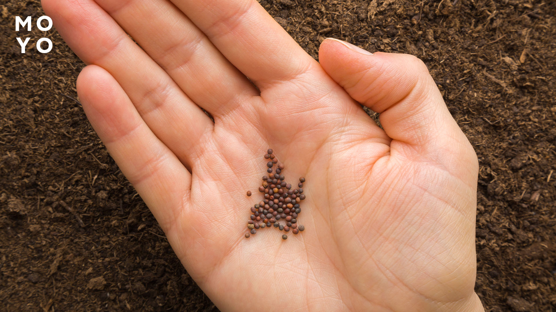 семена капусты в ладони