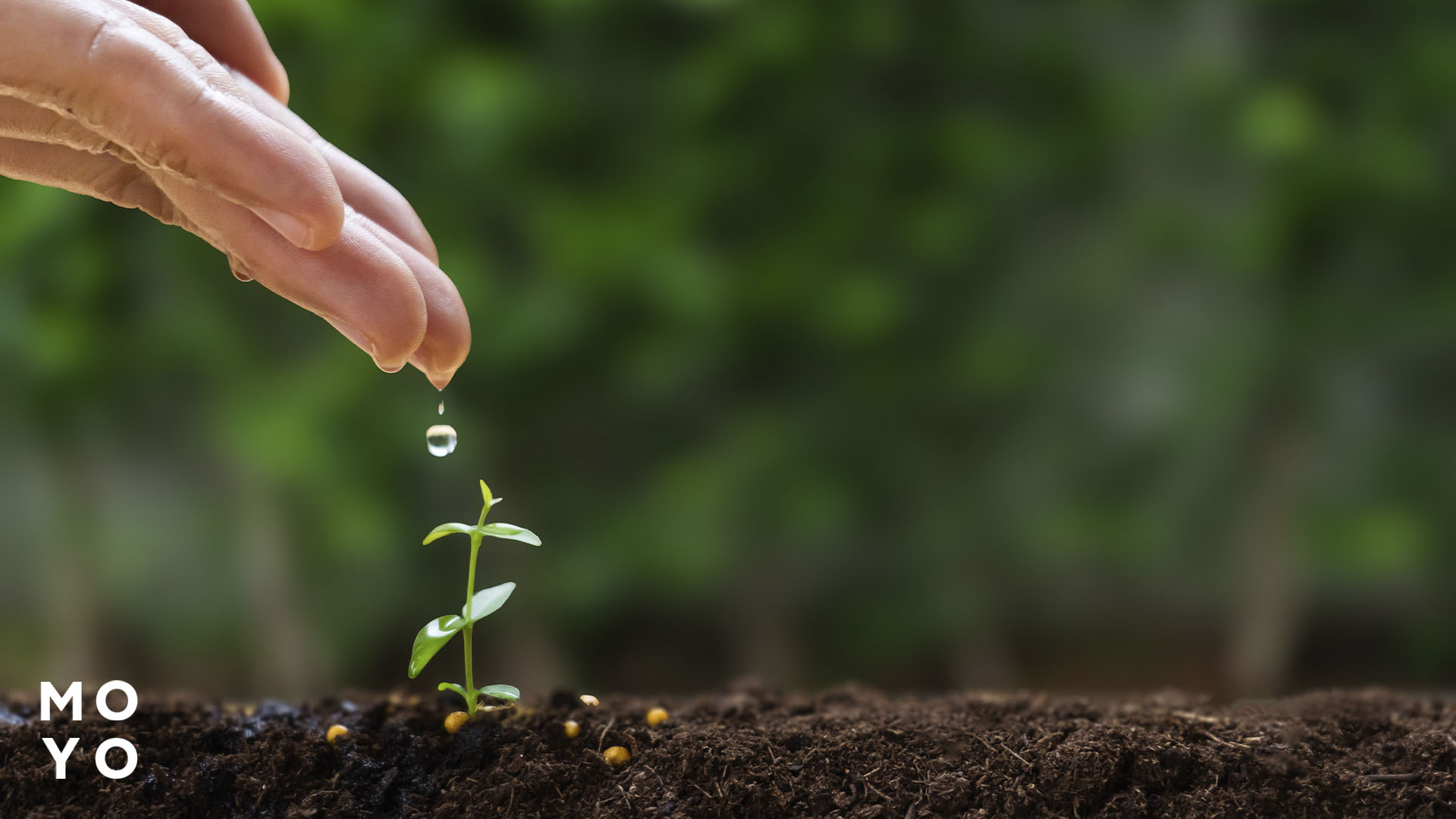 плохая всхожесть семян