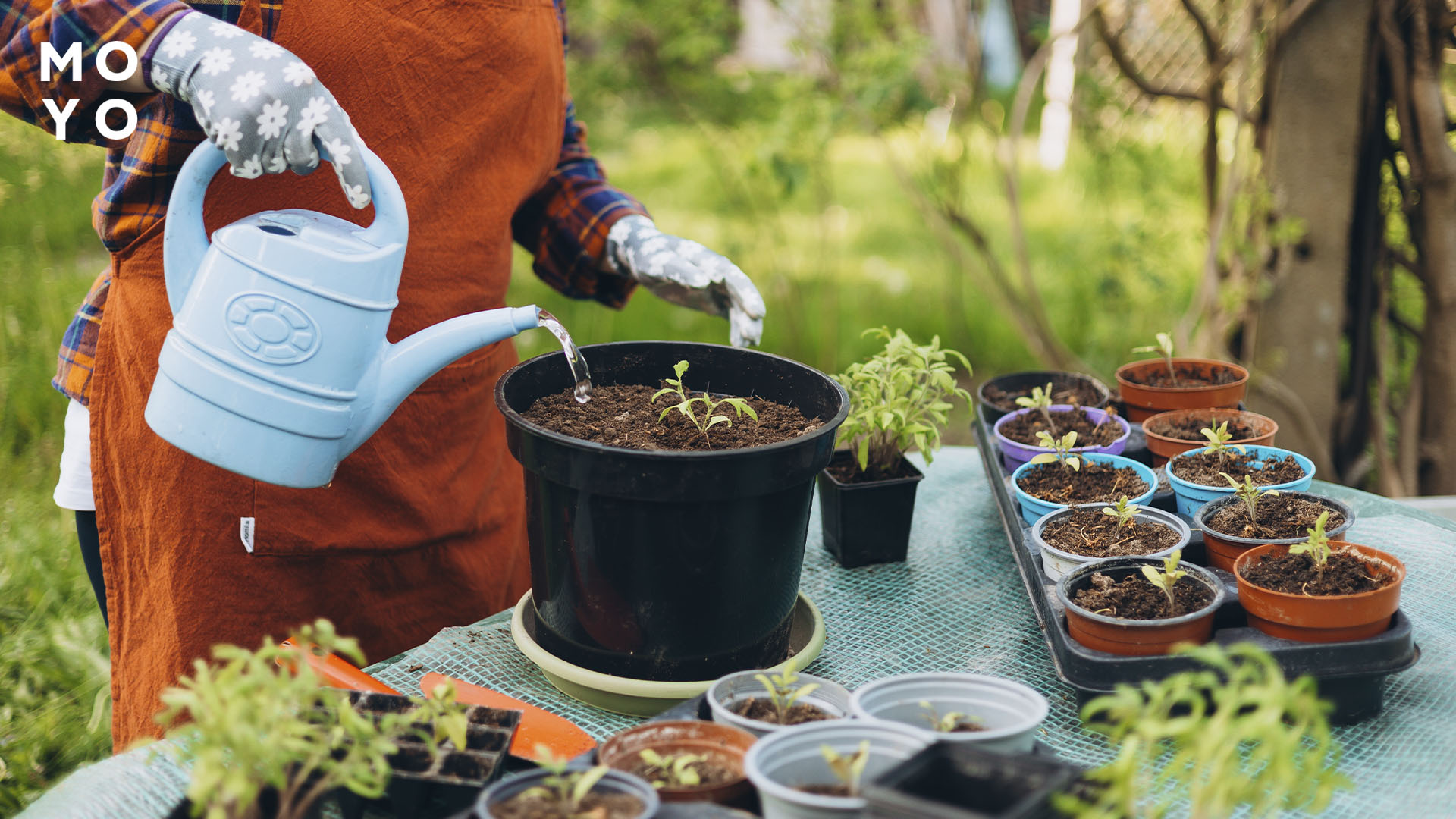 увлажнить песок с прорастающими семенами
