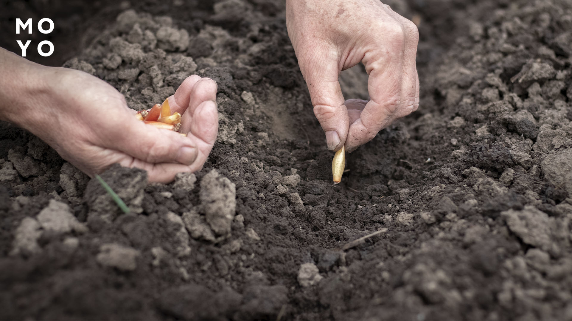 Посадка цибулі у пухкий ґрунт