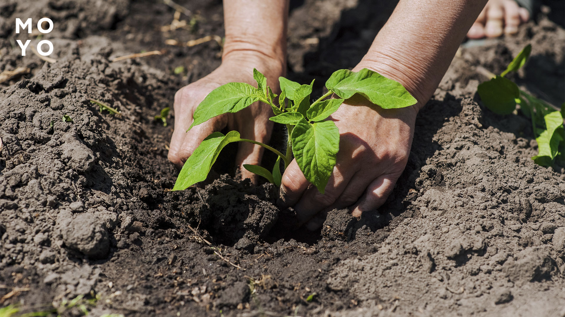 Висадження розсади у відкритий ґрунт