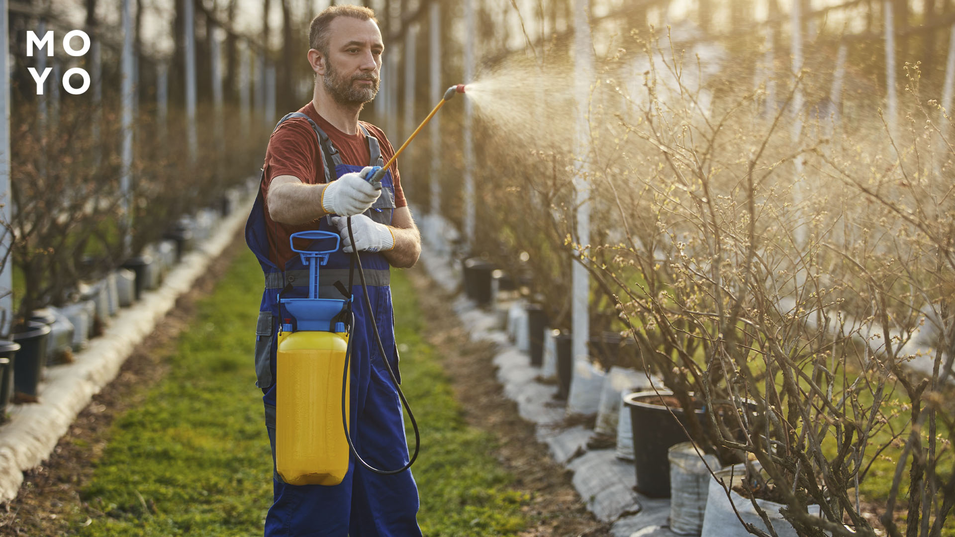 Обробка чагарників від шкідників
