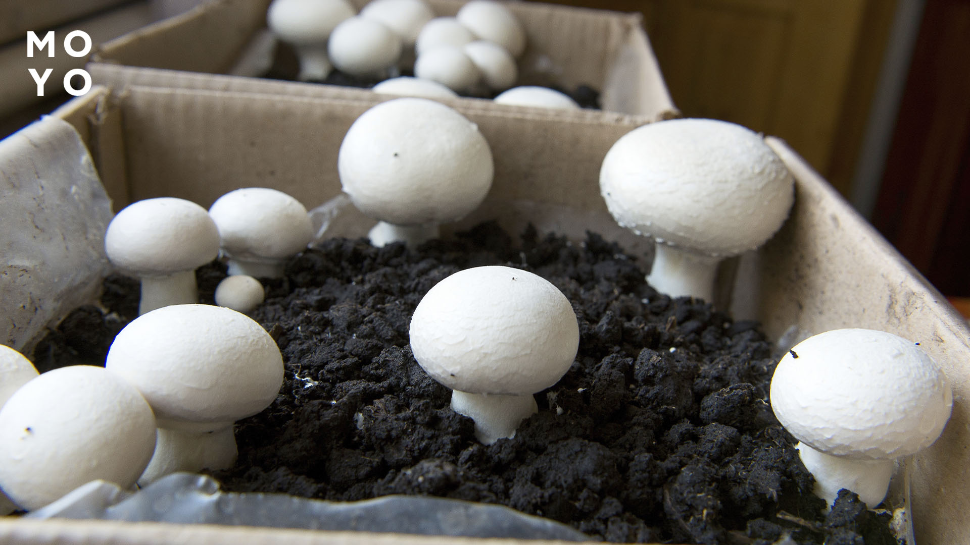 печериці ростуть у картонній коробці