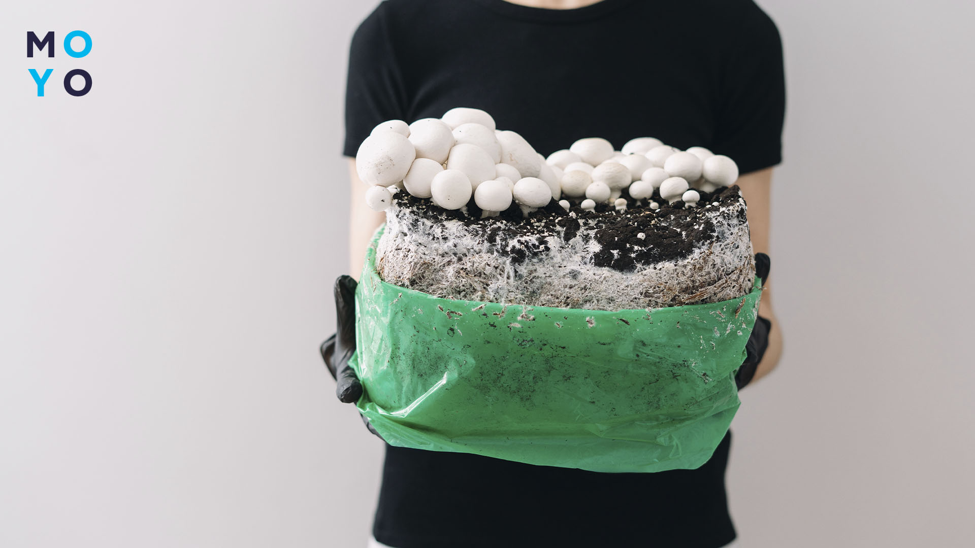 збирання врожаю грибів у домашніх умовах