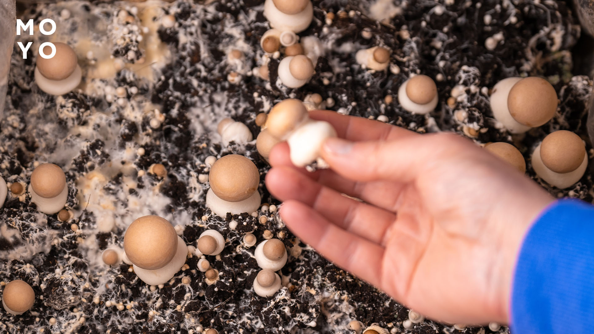 грибочки на домашньому вирощуванні