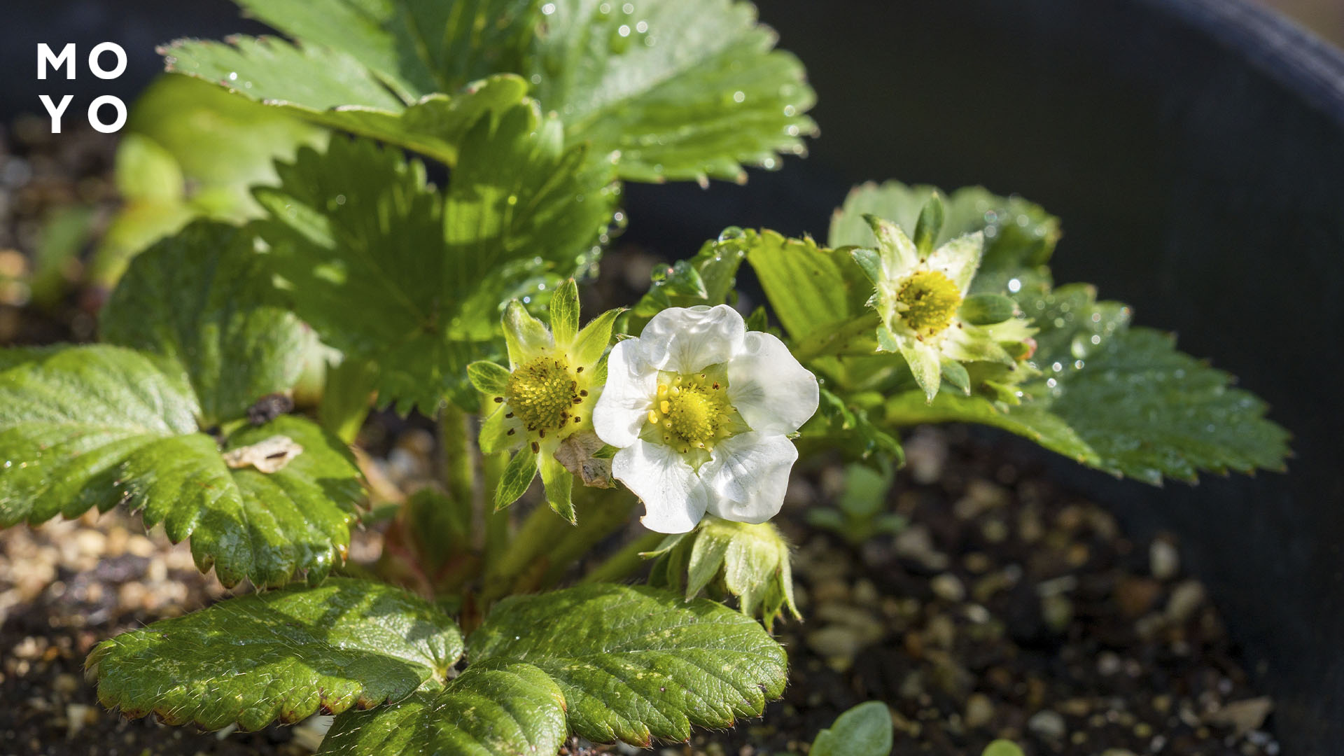 цветение и завязь на кустах клубники