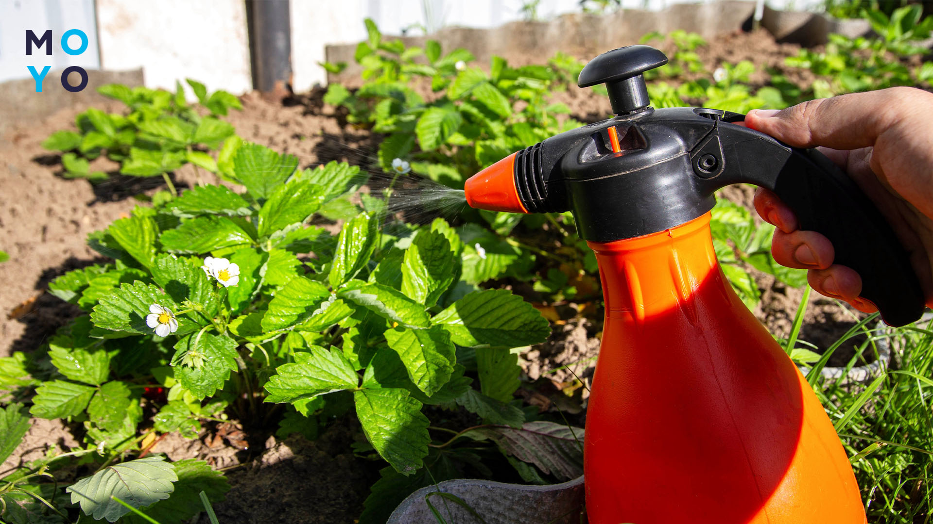 опрыскивание кустов клубники