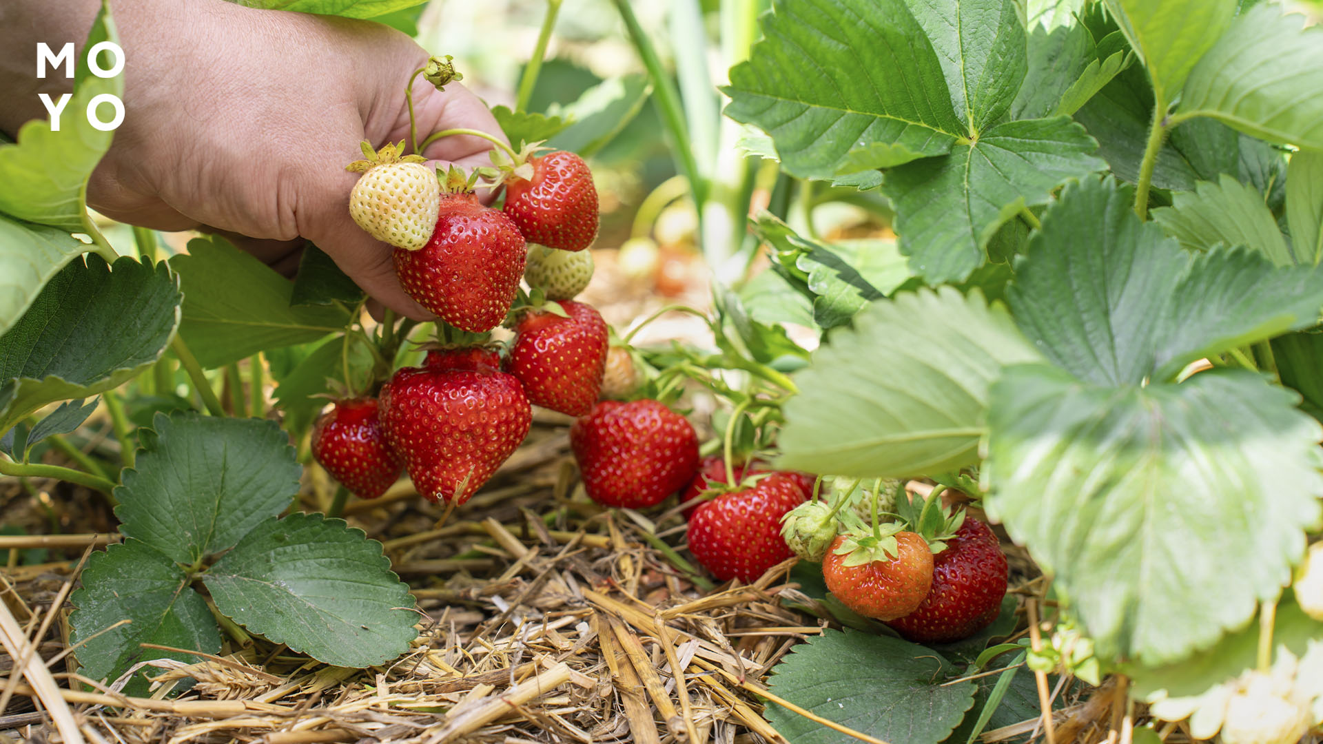 щедрый урожай клубники