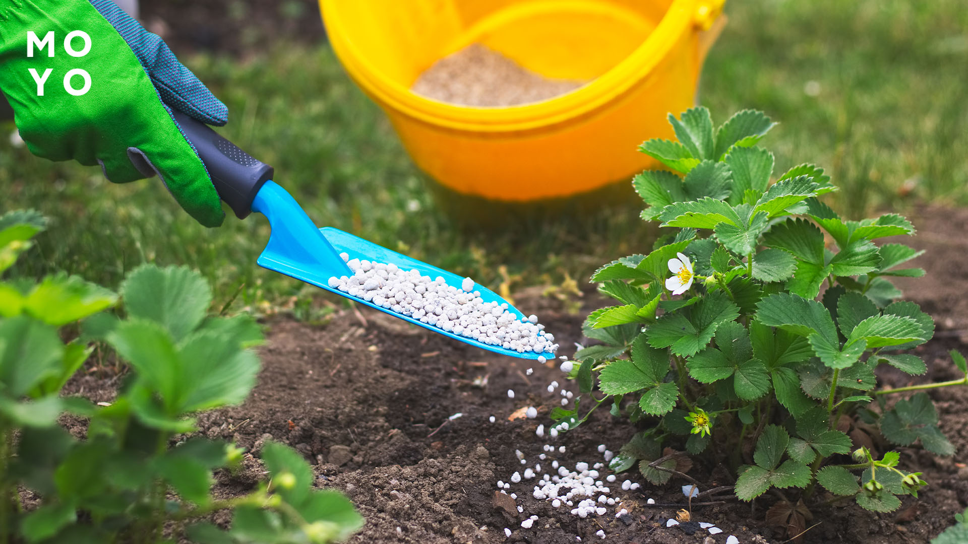 подкормка клубники гранулированным удобрением