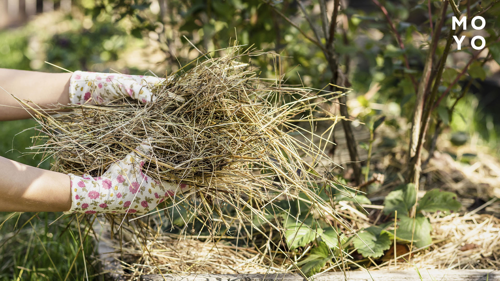 мульчирование грядки