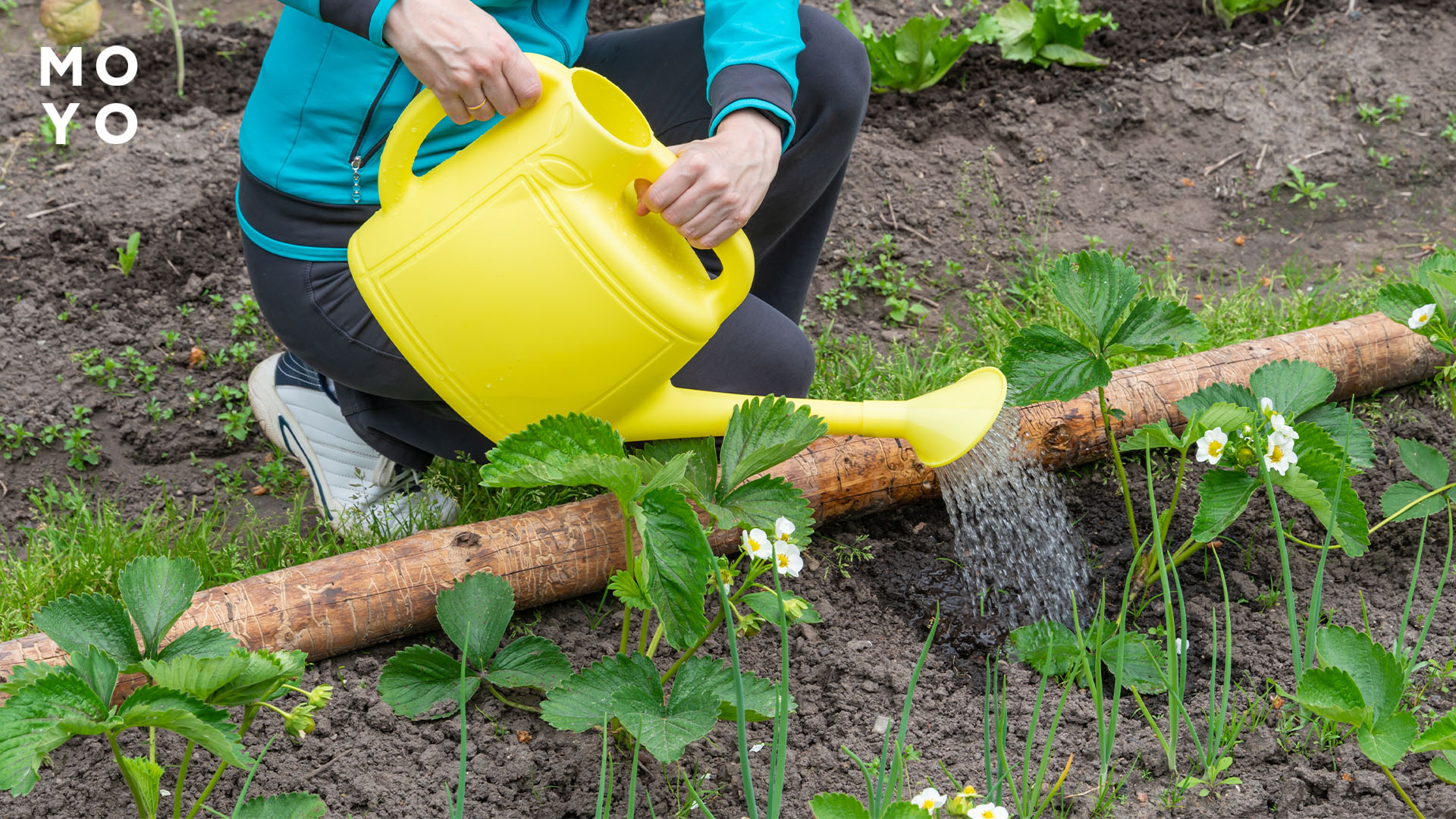 полив ягодника