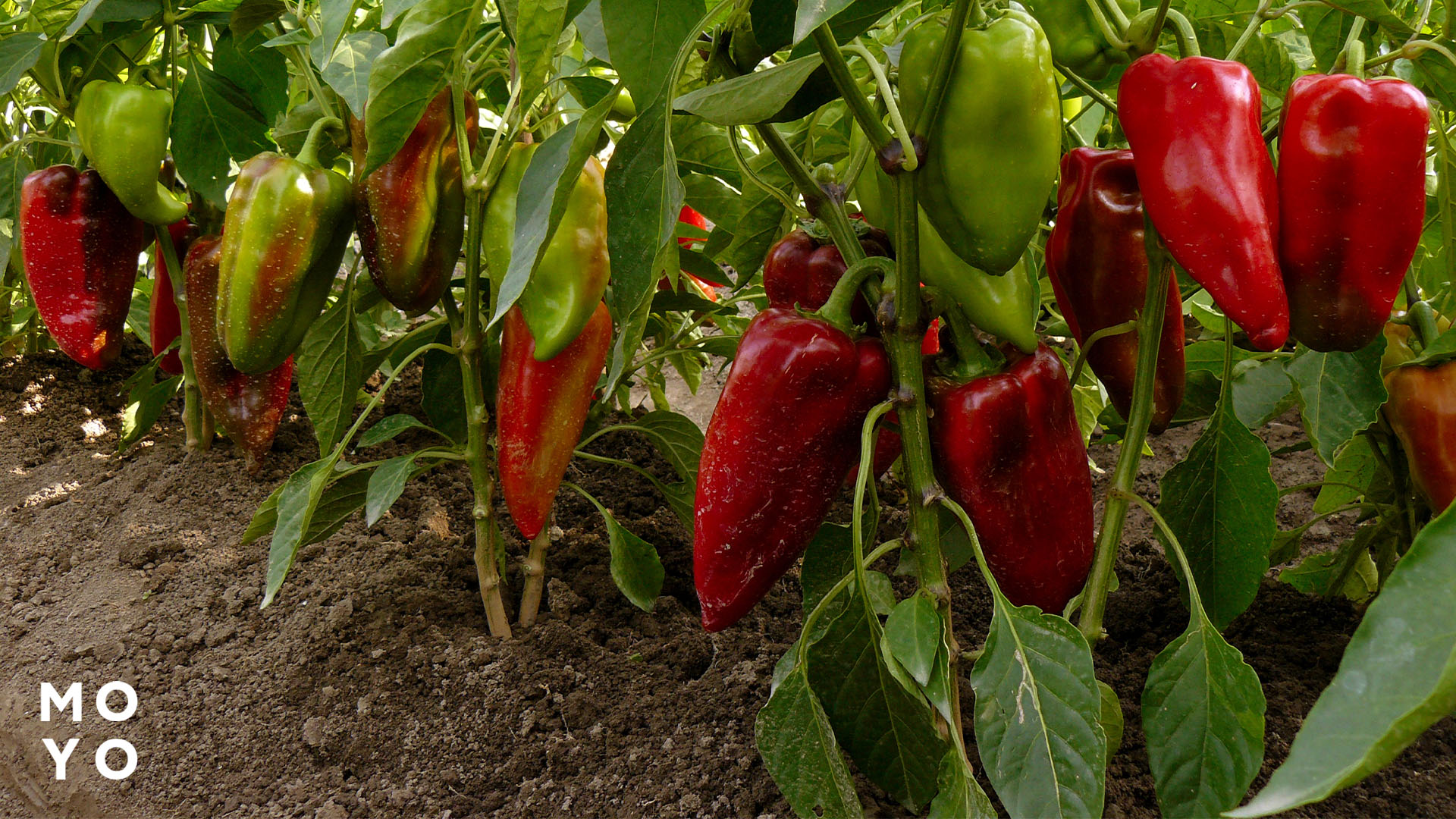щедрый урожай сладкого перца
