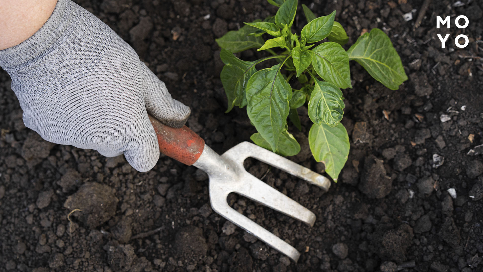 рыхление почвы вокруг куста перца