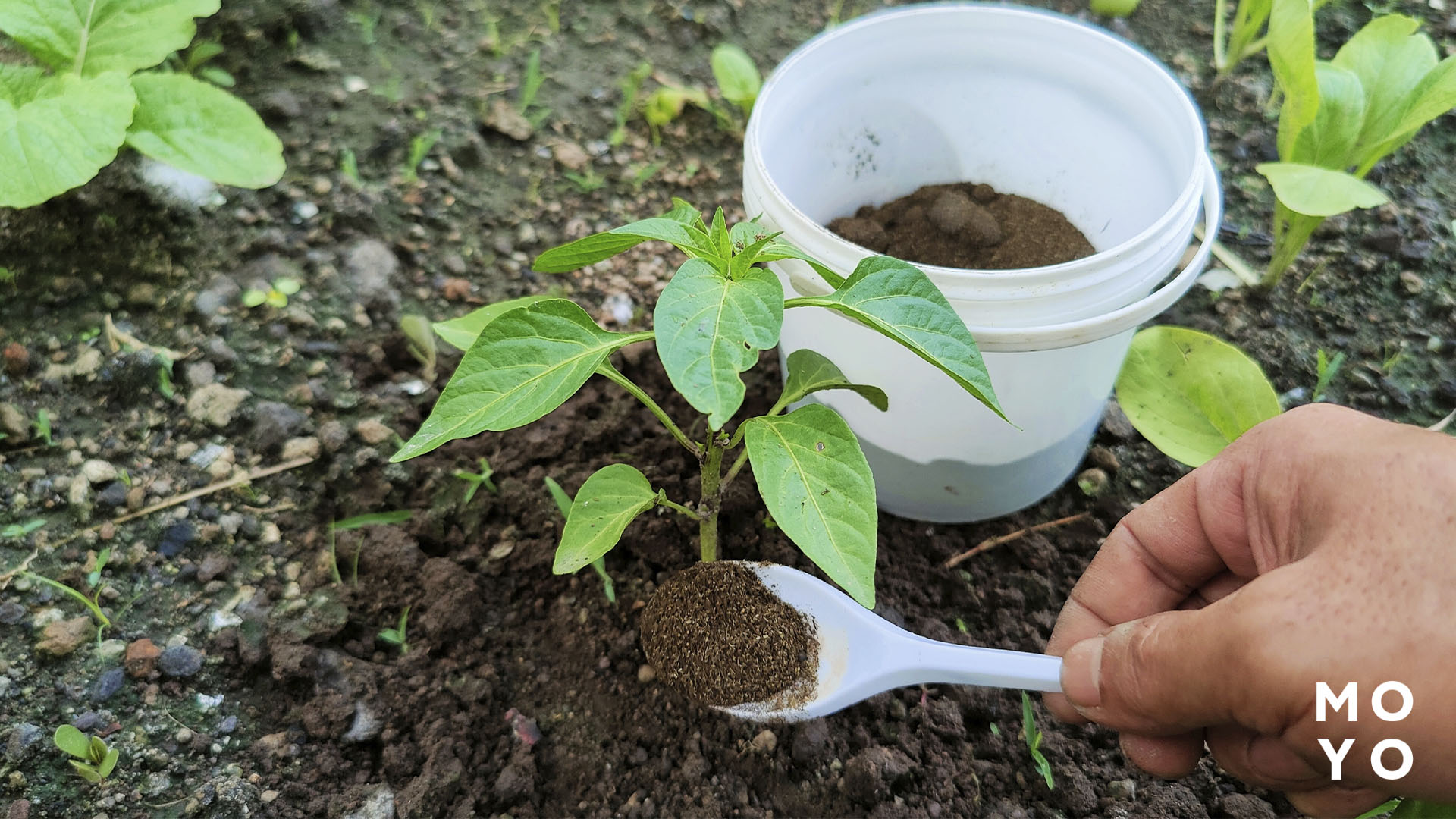 подкормка для перца