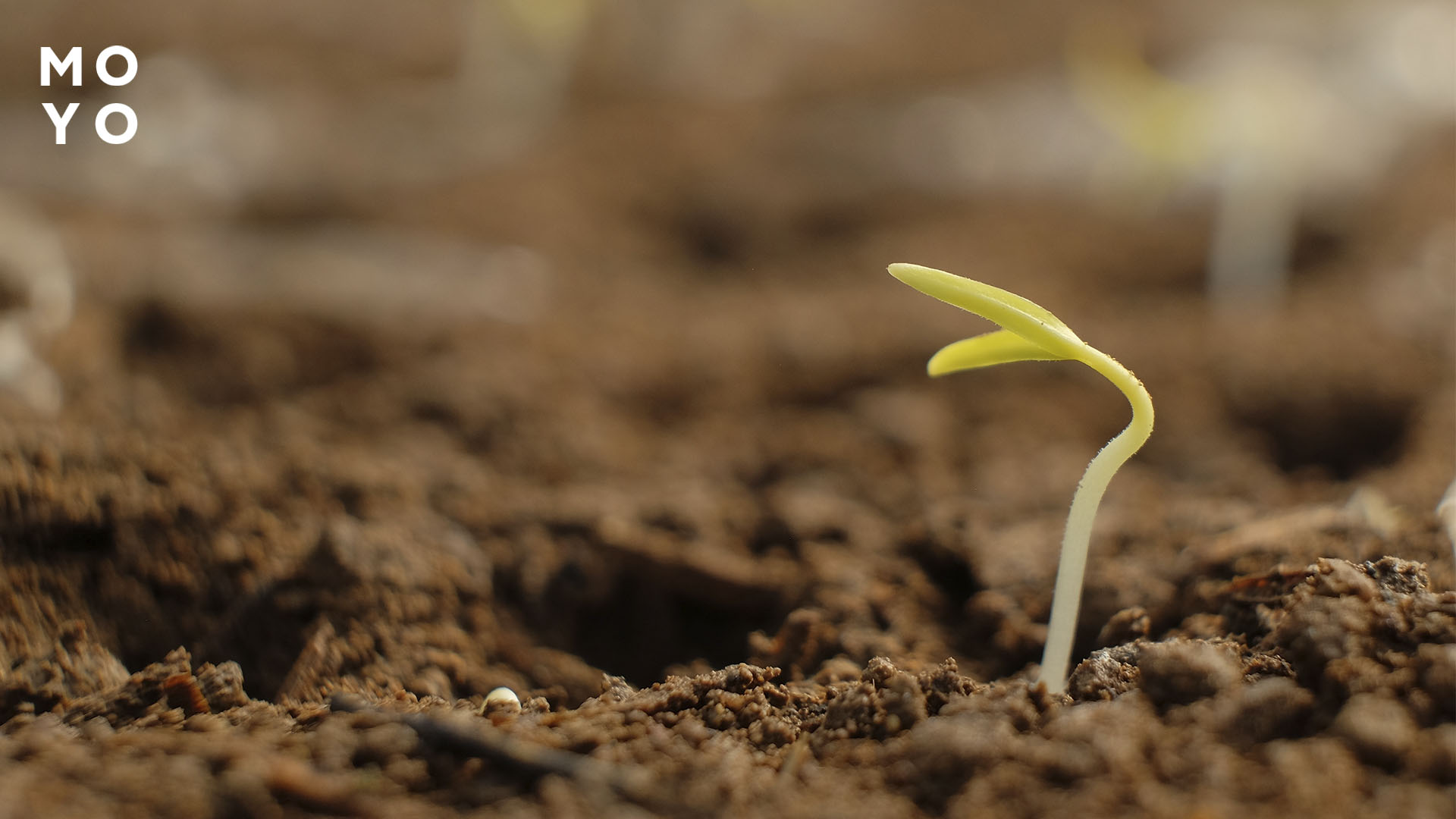 росток на два листочка