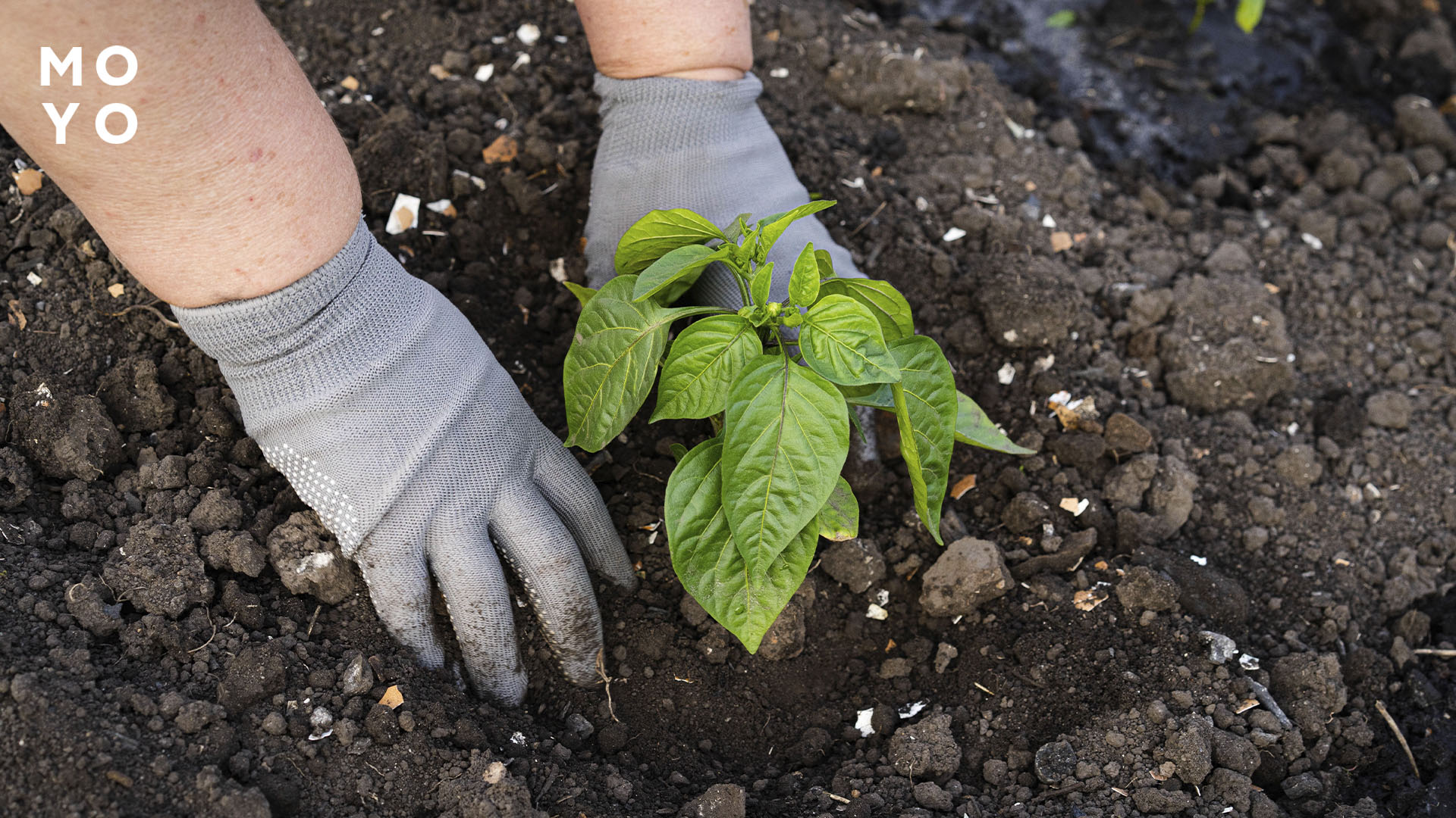 высадка перца в открытый грунт