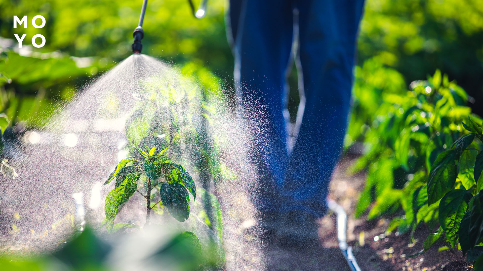 опрыскивание удобрениями грядки с перцем