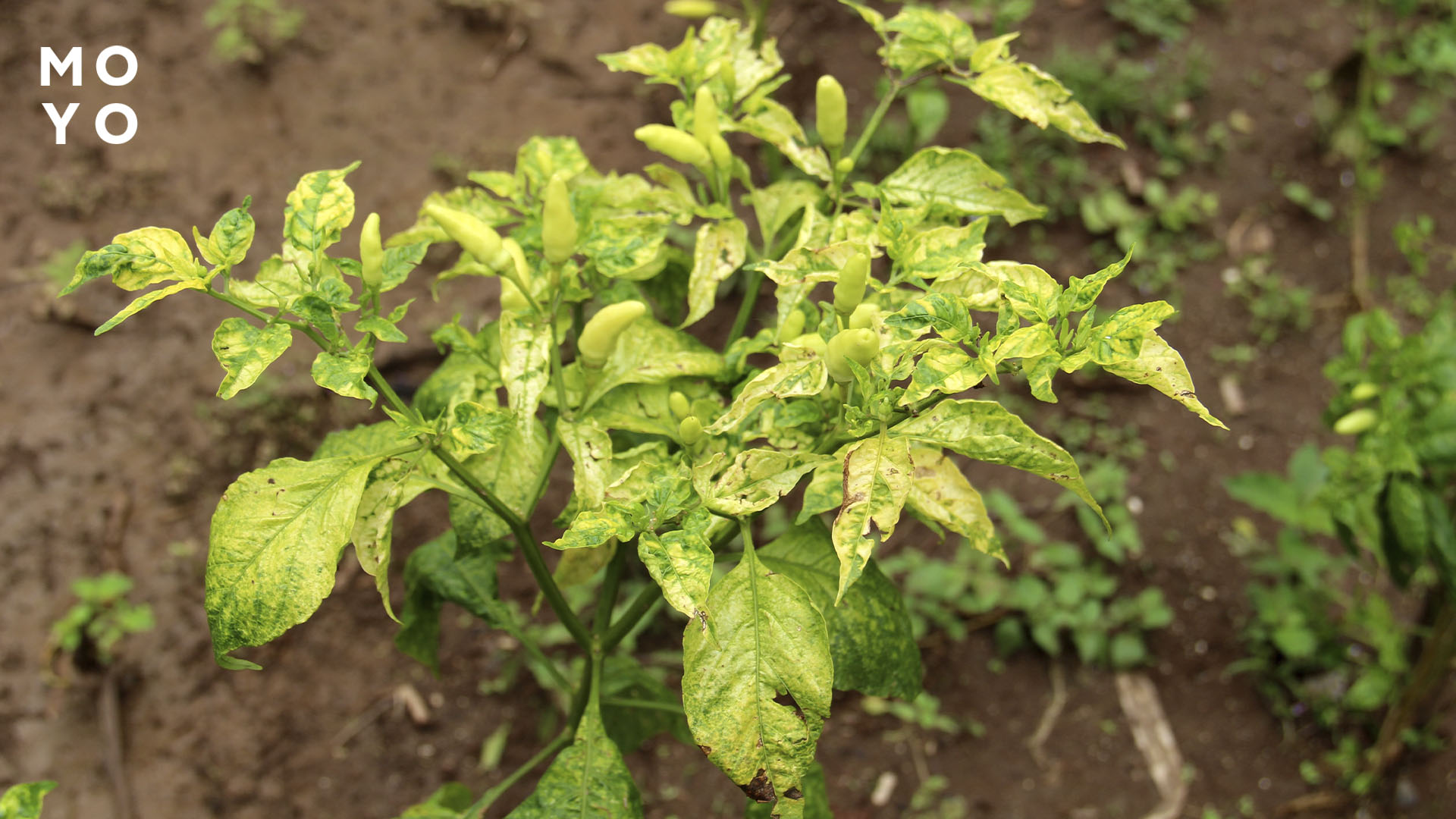 больной куст перца