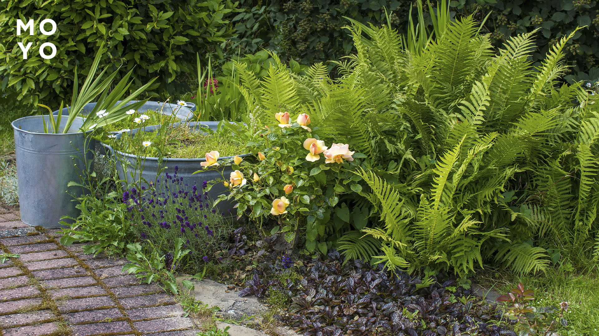 Папоротник