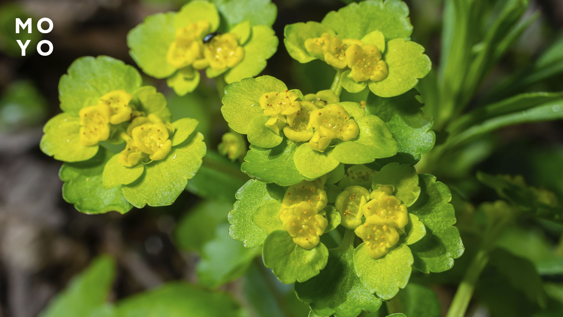 Камнеломка