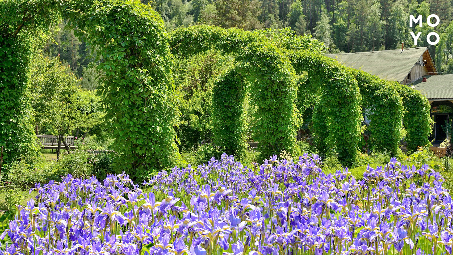 девичий виноград