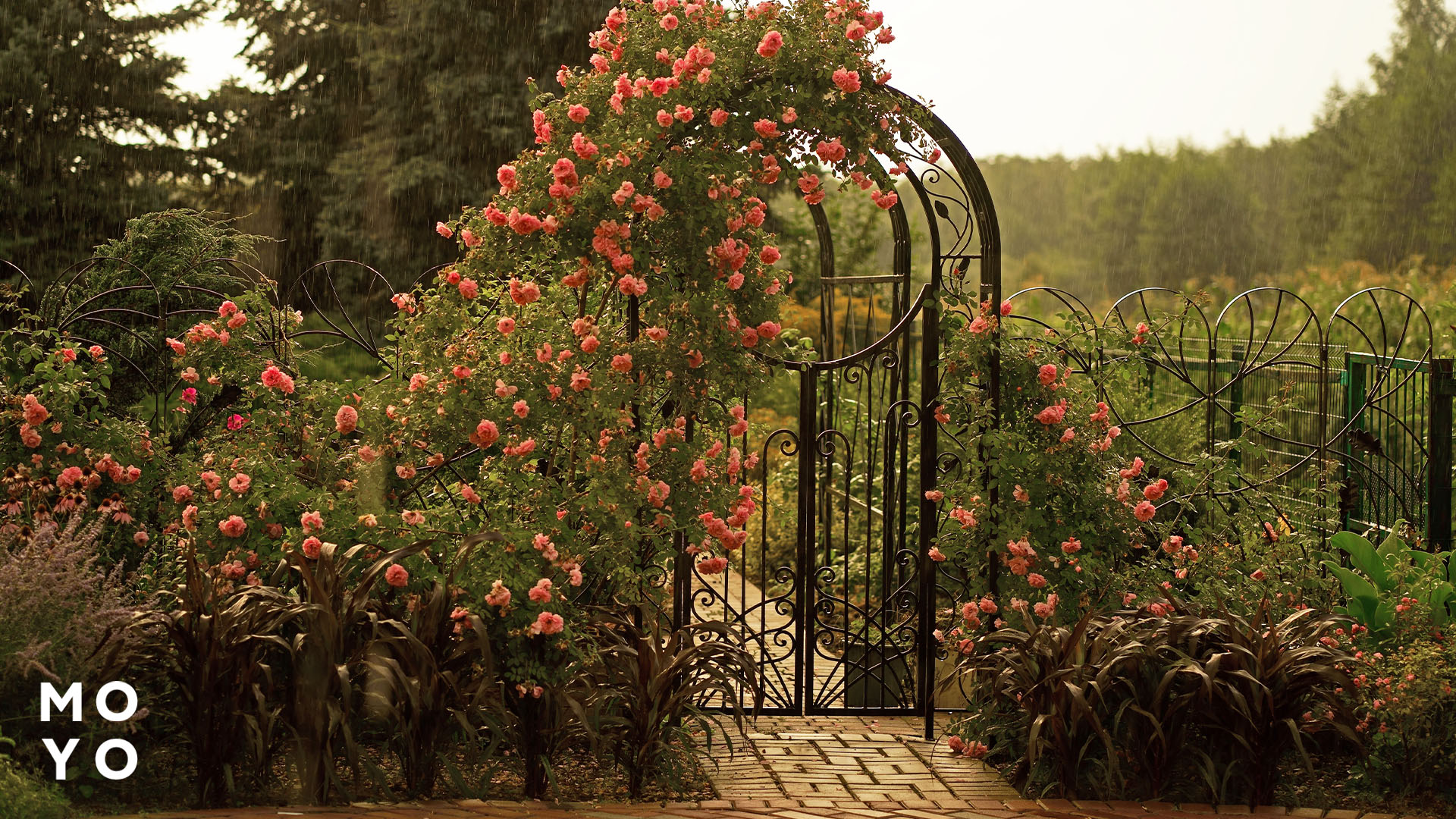 цветения вьющейся розы