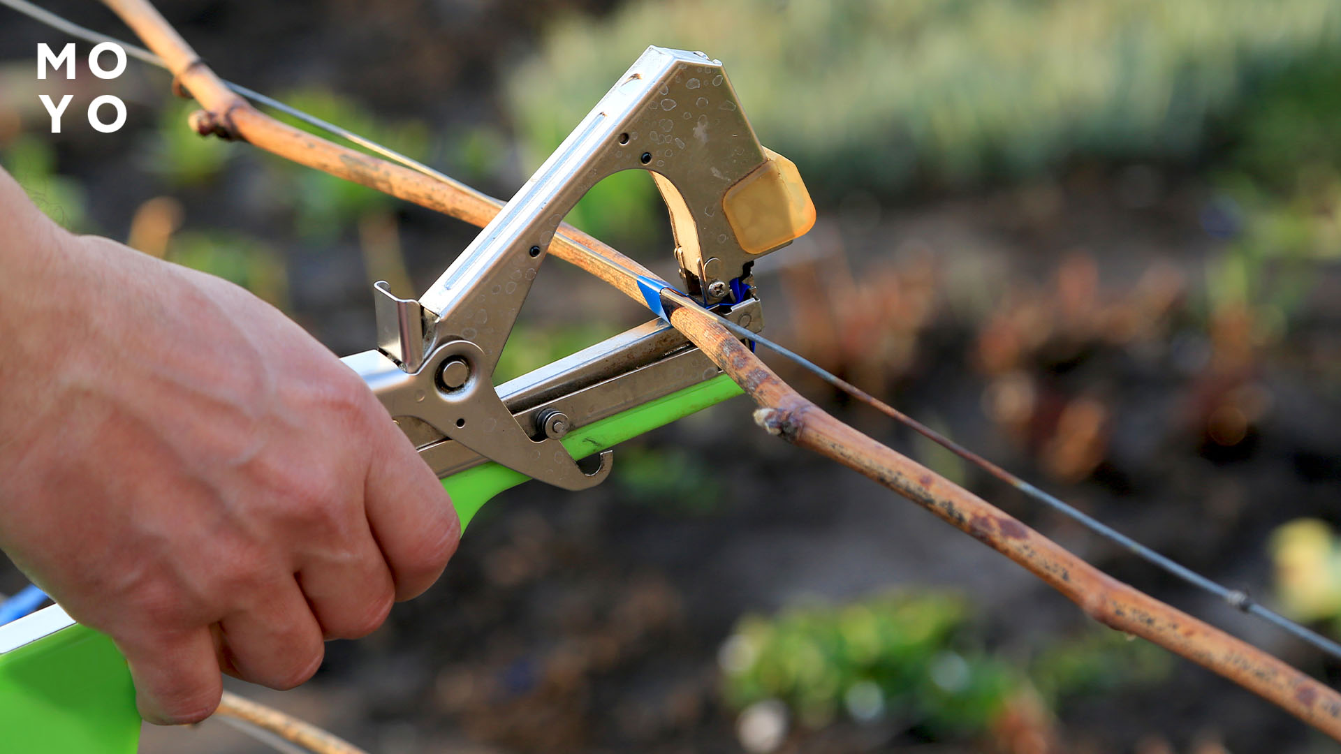 підв'язка лози за допомогою степлера