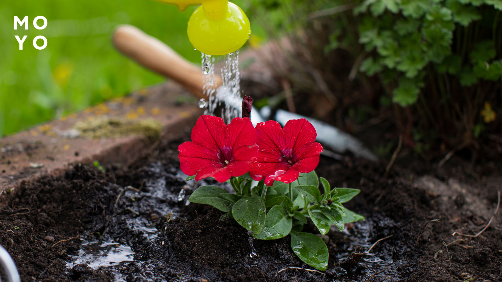 полив петунии на клумбе