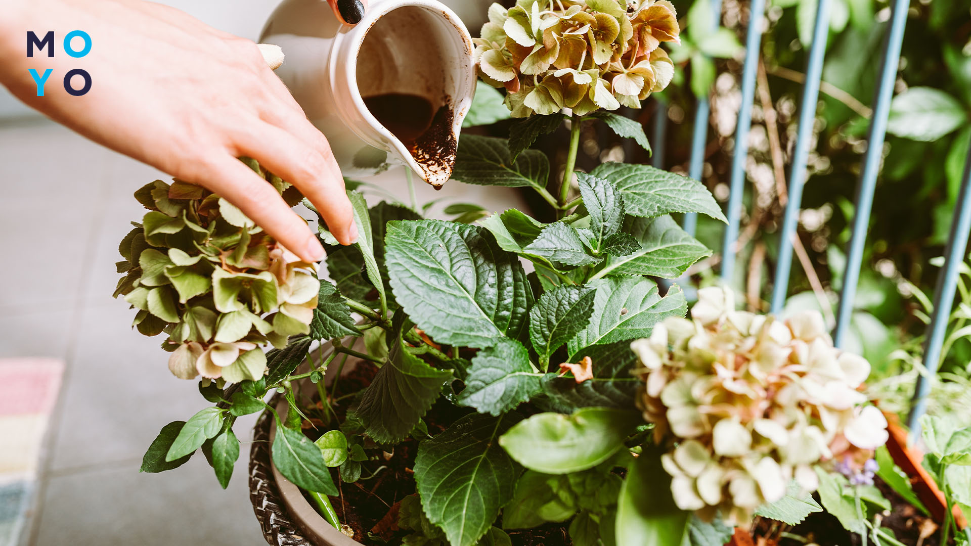 підживлення кімнатних рослин