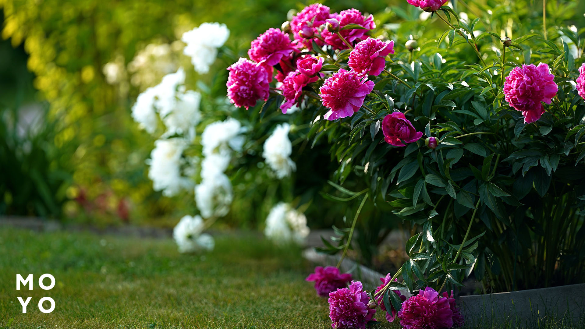 квітучі півонії в саду