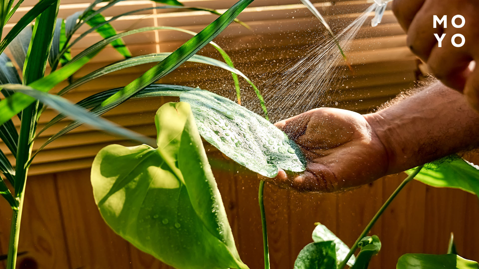 обприскування листя добривом