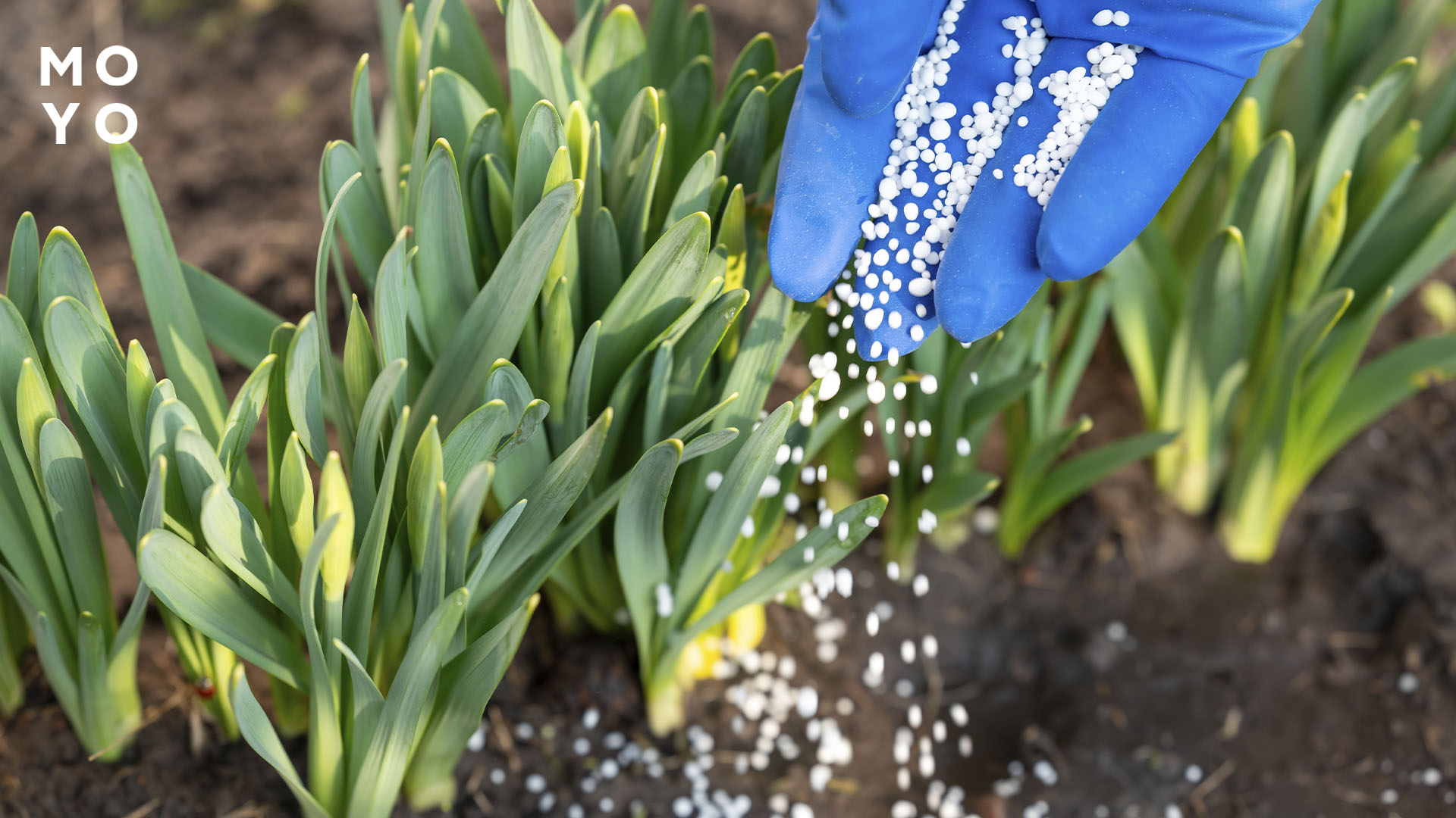 подкармливание цветов гранулированными удобрениями