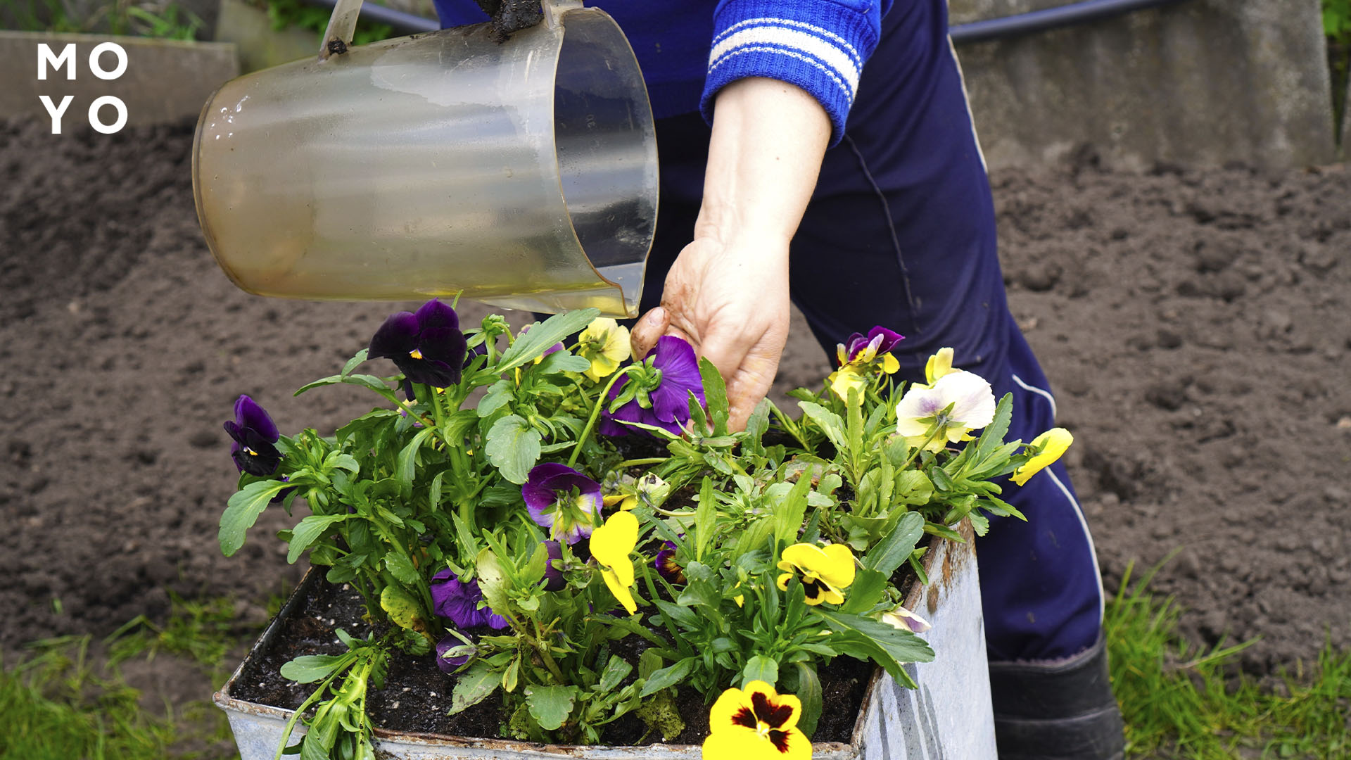 Подкормка цветов на клумбе