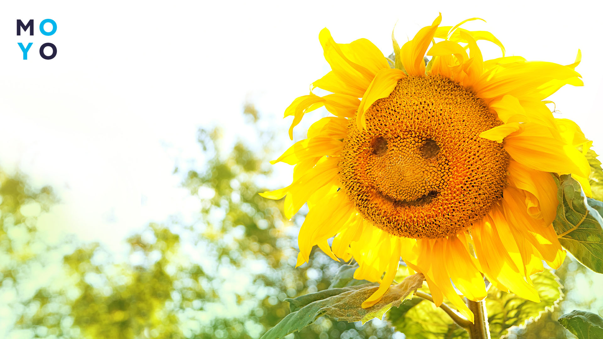 поліпшена приживлюваність рослин на наростальний Місяць