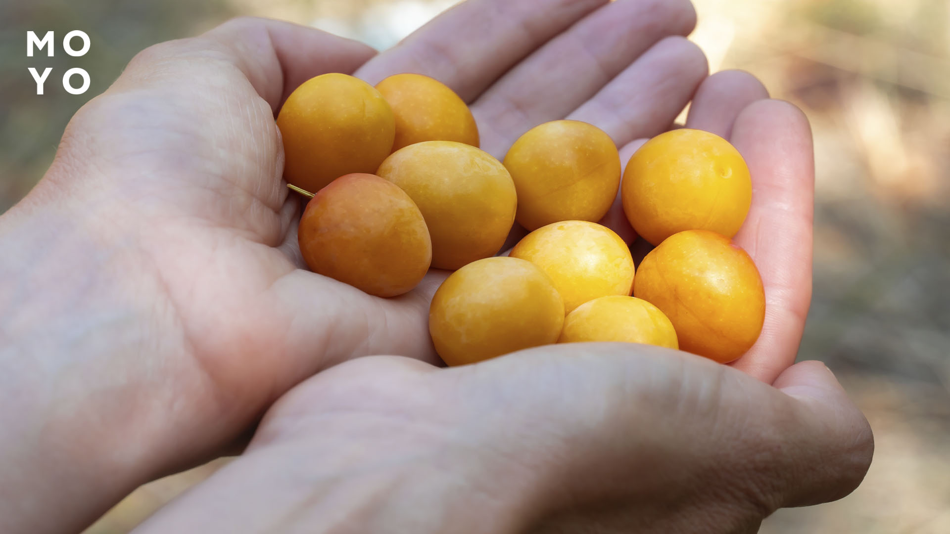 Ткемалі із жовтої аличі