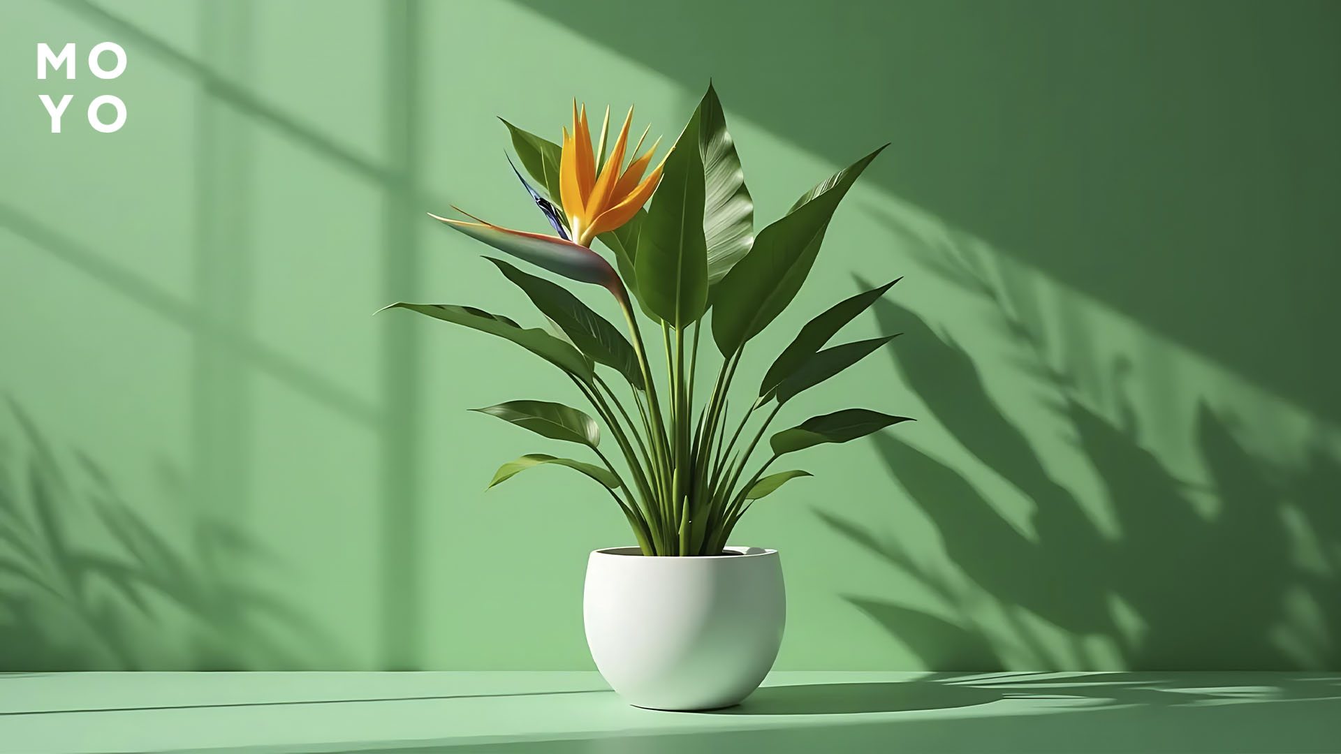 цветущий вазон на столе