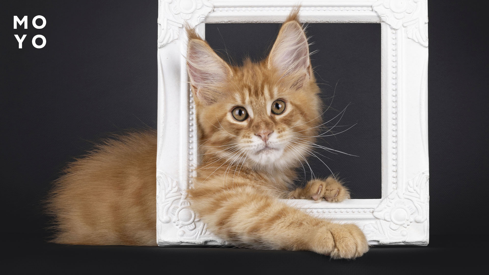 фоторамка и кот