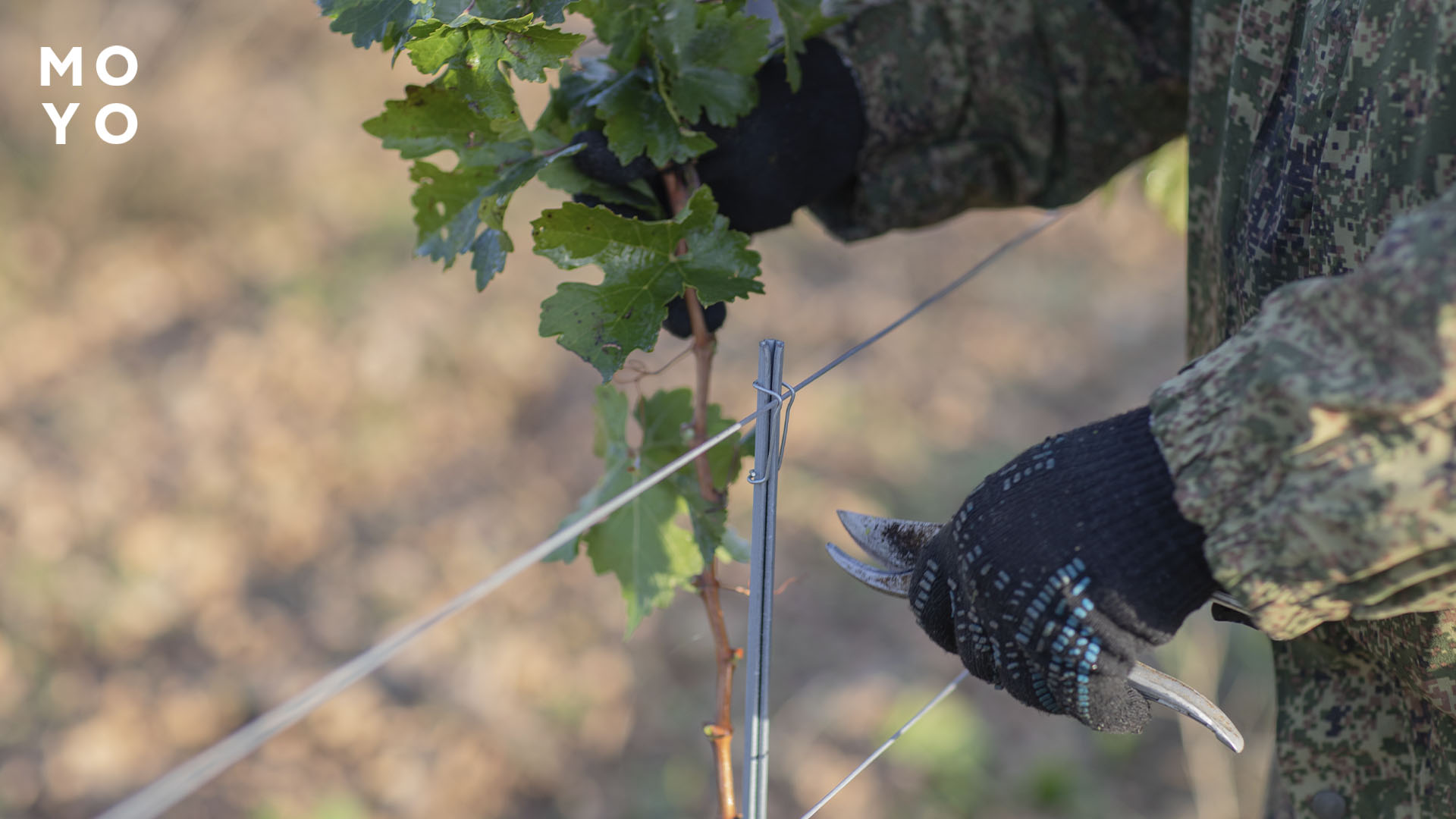 коли можна обрізати виноград без шкоди для куща