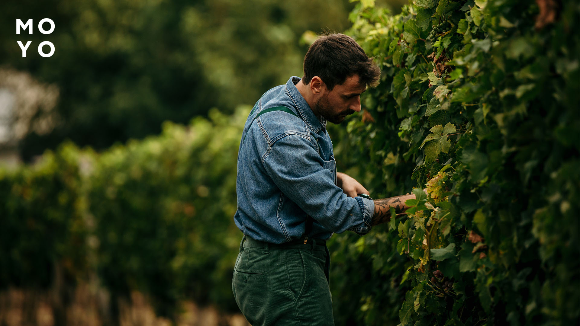 коли обрізати виноград