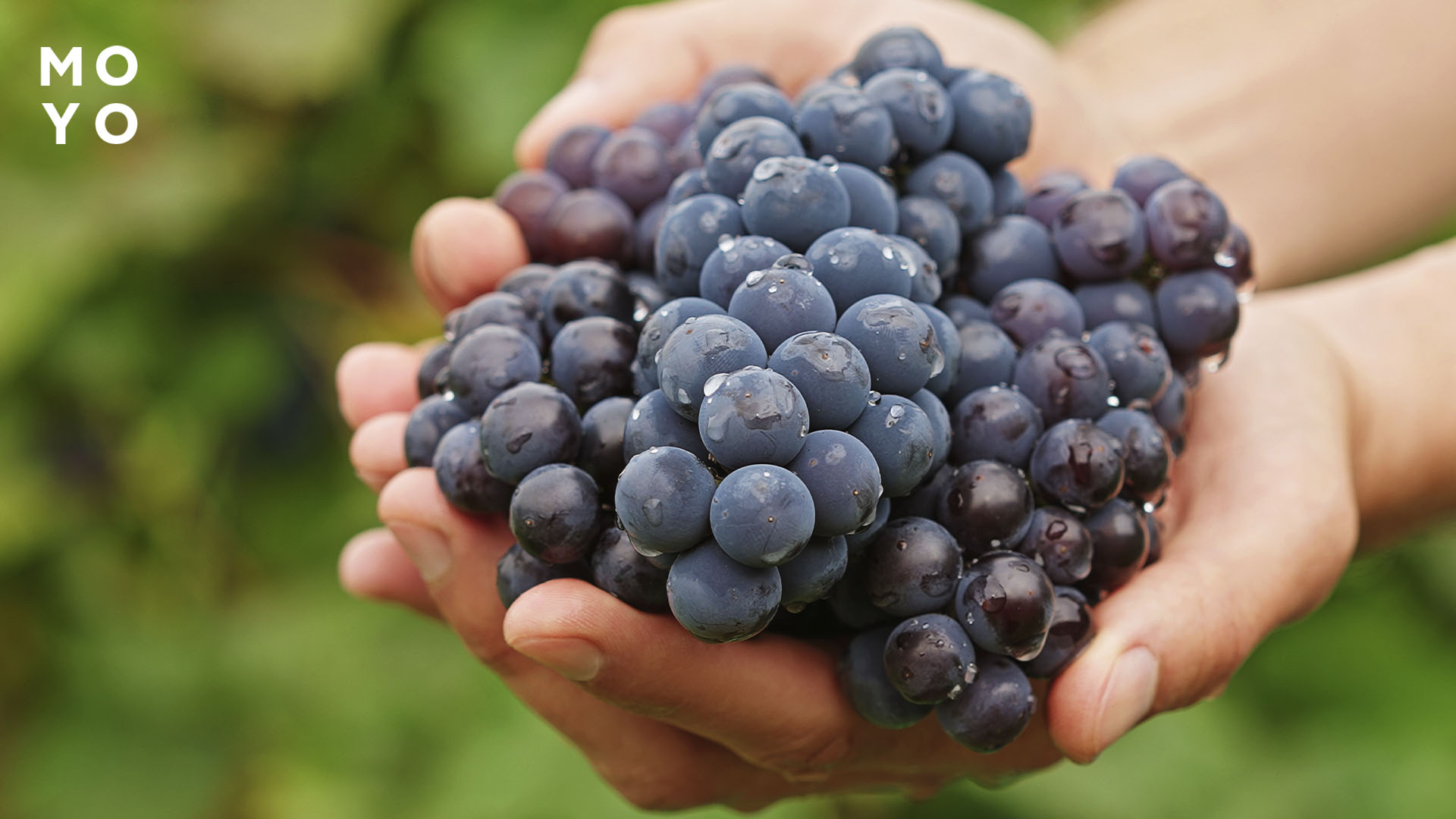 щедрий урожай винограду