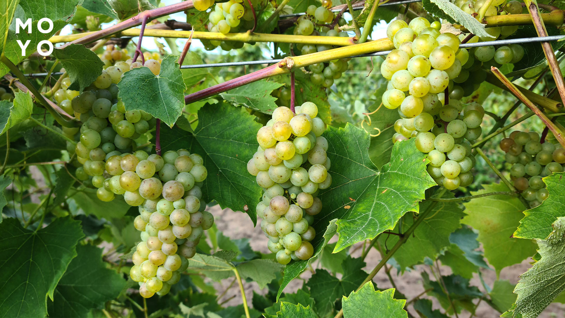 винные сорты винограда