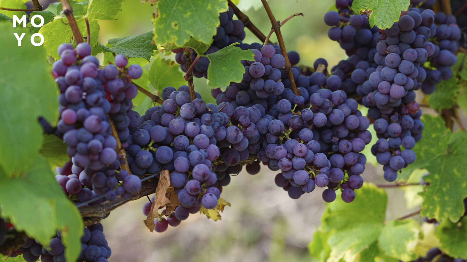 самые вкусные сорты винограда