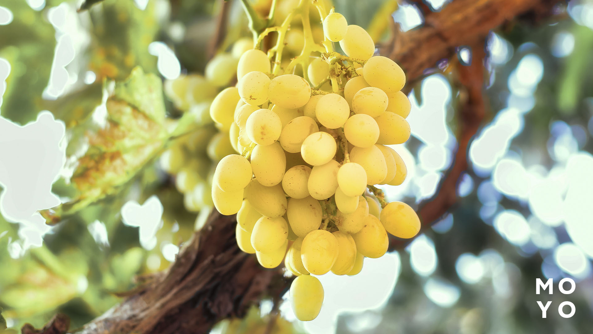 сорты винограда для вина